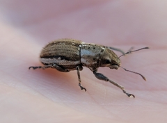 Naupactus peregrinus