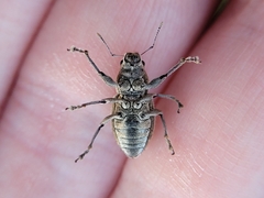Naupactus peregrinus