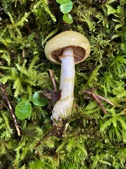 Cortinarius delibutus