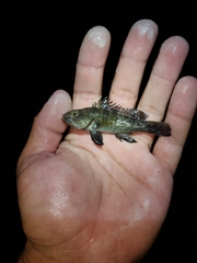 Centropristis striata