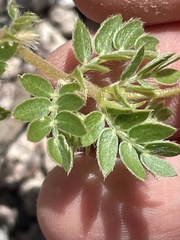 Kallstroemia parviflora
