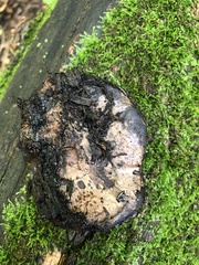 Camarops petersii