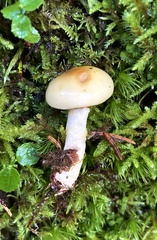 Cortinarius delibutus