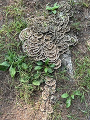 Trametes versicolor