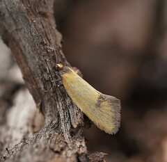 Microbela epicona
