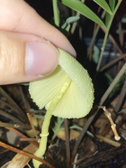 Leucocoprinus birnbaumii image
