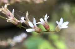 Boykinia occidentalis