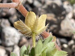 Kallstroemia parviflora
