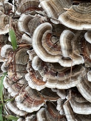 Trametes versicolor