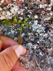 Asplenium ruprechtii