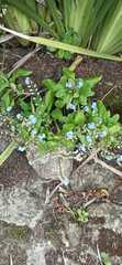 Myosotis