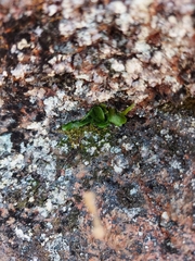 Asplenium ruprechtii