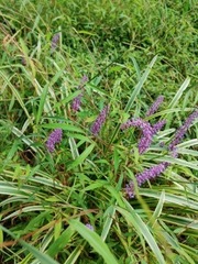 Liriope muscari