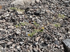 Kallstroemia parviflora