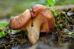 Cantharellus violaceovinosus