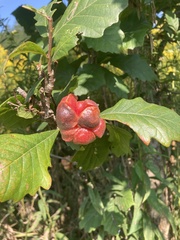 Andricus quercusstrobilanus