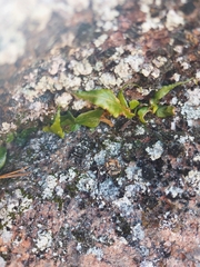 Asplenium ruprechtii