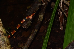 Micrurus diastema apiatus