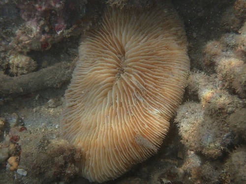 Pleuractis paumotensis observed 2022-09-14