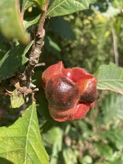 Andricus quercusstrobilanus