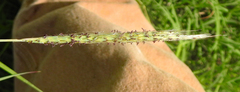 Bothriochloa