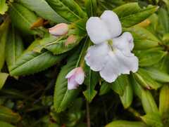 Impatiens sodenii