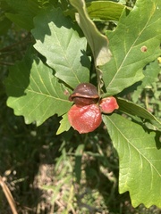 Andricus quercusstrobilanus