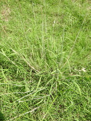 Bothriochloa