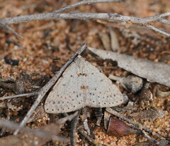 Tapinogyna perichroa