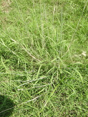Bothriochloa