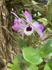 Dendrobium nobile
