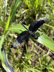 Erythrodiplax funerea