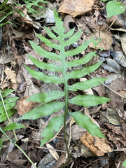 Woodwardia areolata