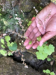 Boykinia occidentalis