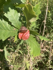 Andricus quercusstrobilanus