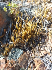Selaginella rupestris