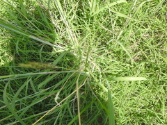 Bothriochloa