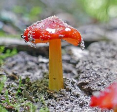 Hygrocybe cuspidata