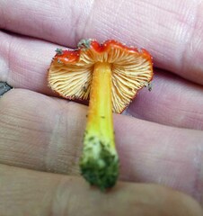 Hygrocybe cuspidata