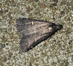 Tetanolita mynesalis