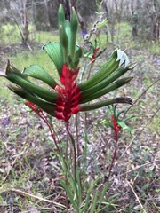 Anigozanthos manglesii