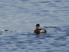 Podilymbus podiceps