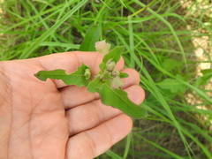 Mirabilis nyctaginea