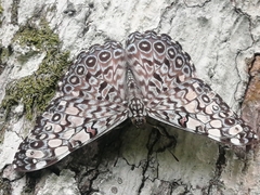 Hamadryas