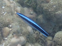 Labroides dimidiatus