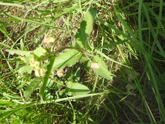 Mirabilis nyctaginea