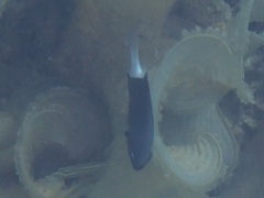 Pycnochromis margaritifer