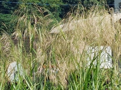 Phragmites karka