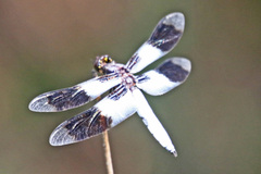 Plathemis subornata