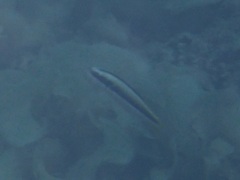 Thalassoma amblycephalus